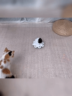 cat_laser_toy_001.gif