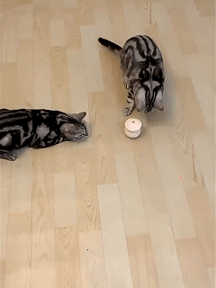 cat_laser_toy_002.gif