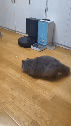 cat_laser_toy_010.gif